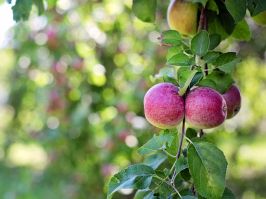 Evropska podrÅ¡ka uvoÄ‘enju meÄ‘unarodnih standarda o kvalitetu i zaÅ¡titi geografskog porekla